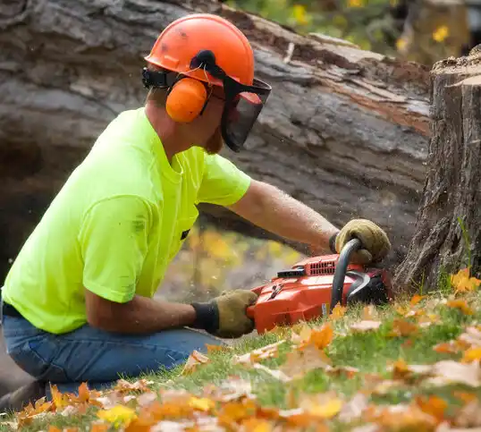 tree services Paulina